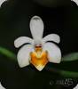 Phal. malipoense auf Ton